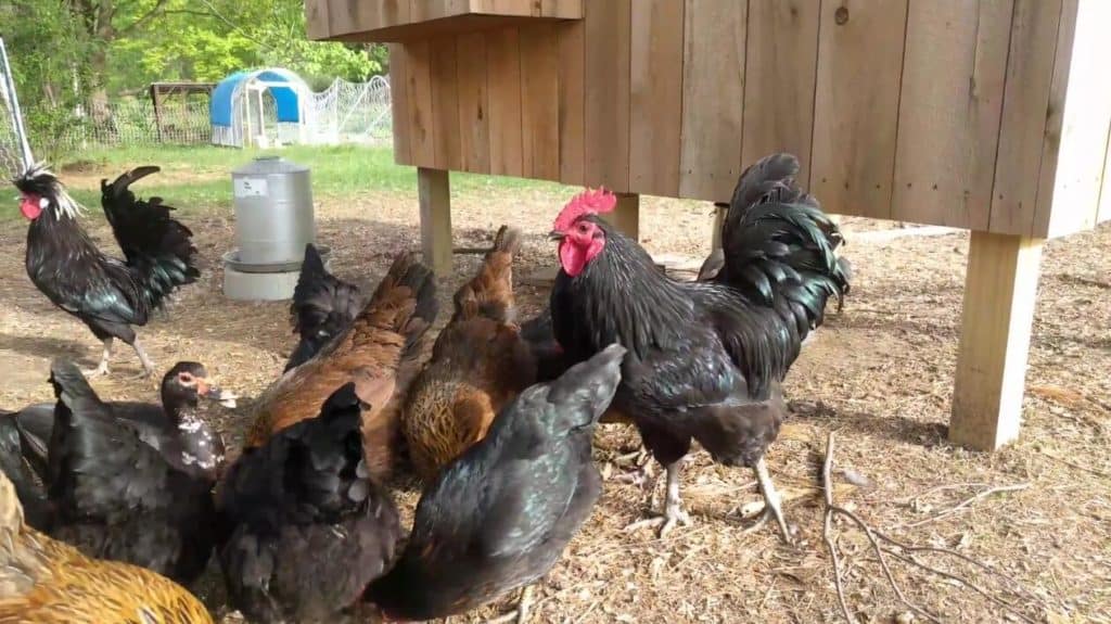 jersey giant rooster size