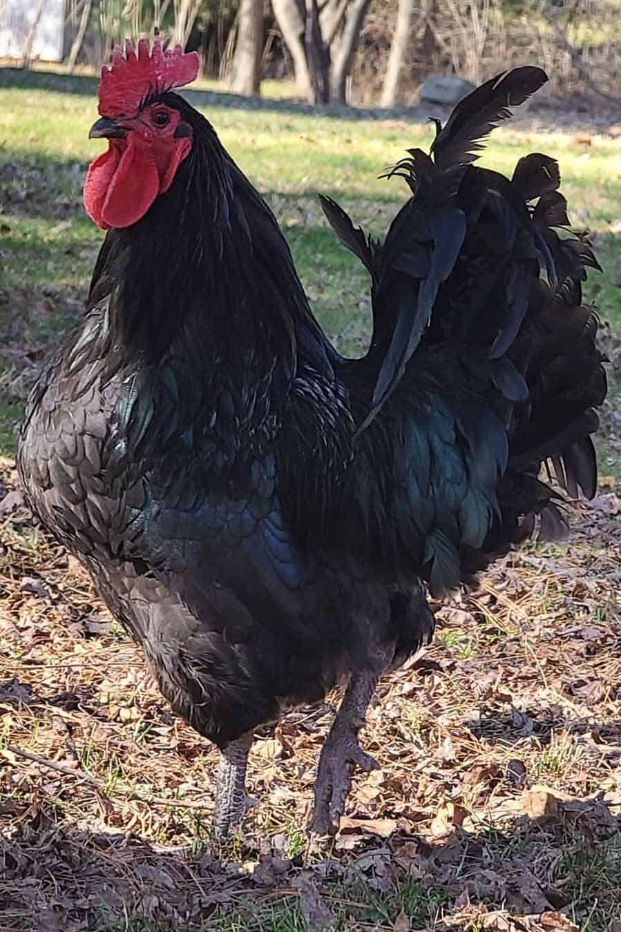 Black Jersey Giant Chicken