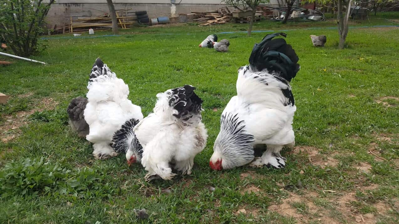 brahma chicken eggs