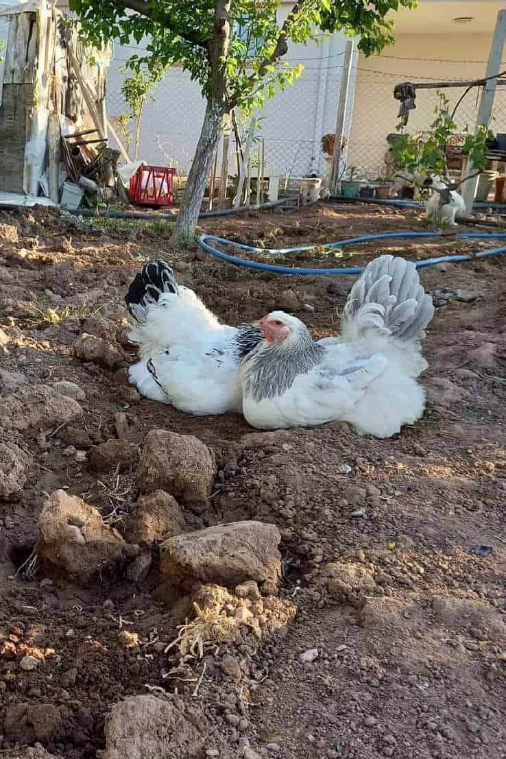 brahma chickens