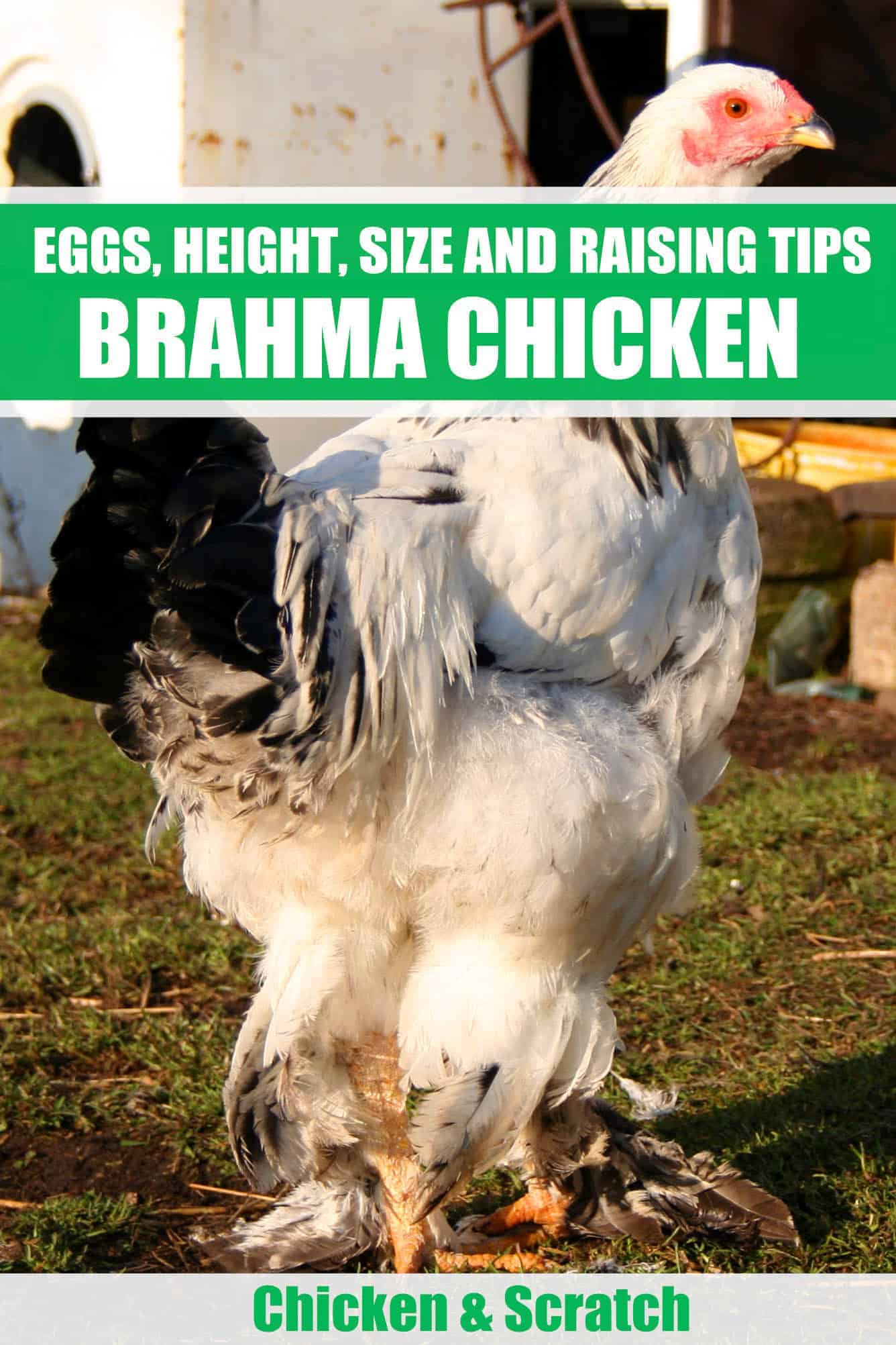 buff brahma chicken