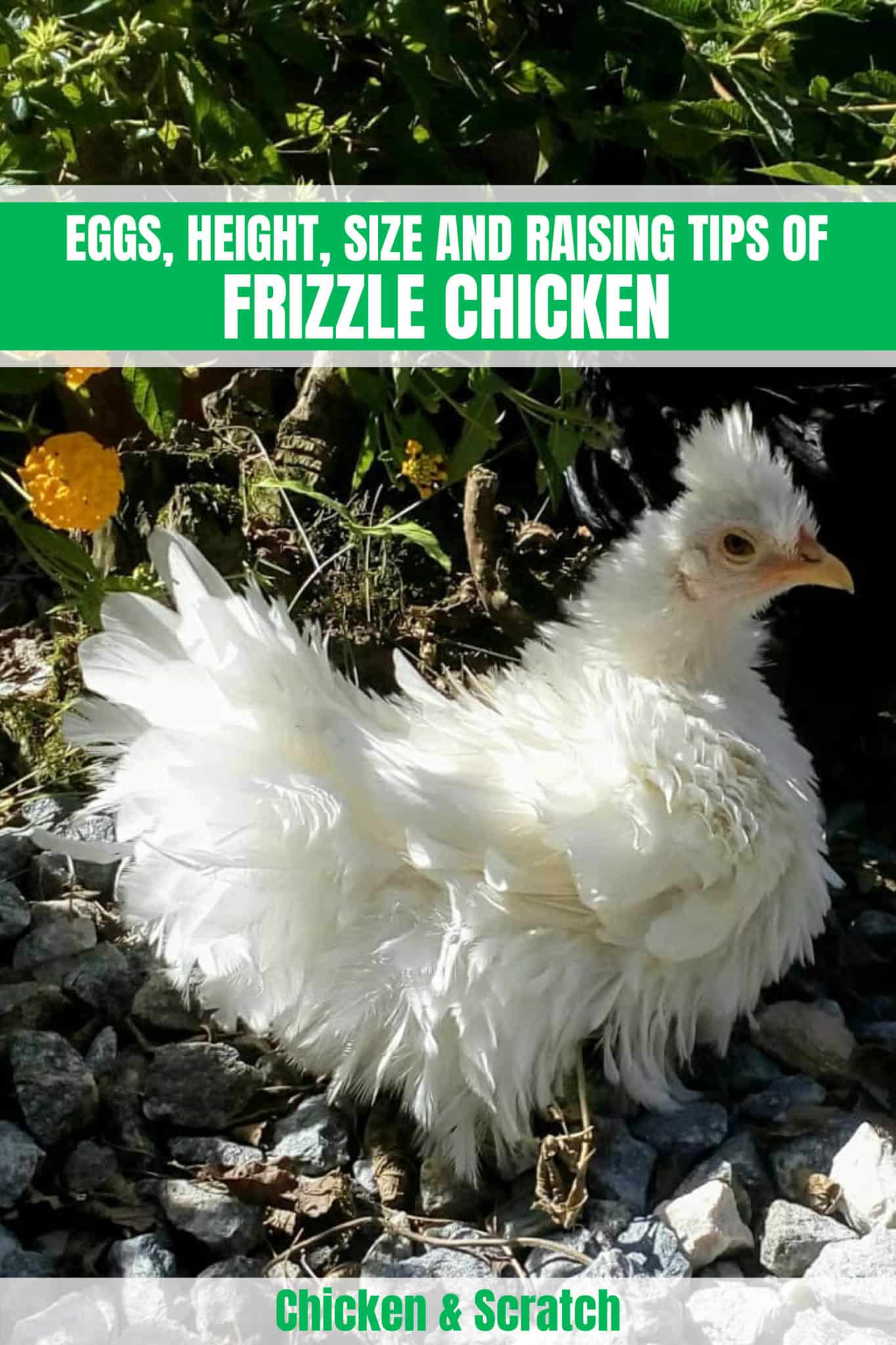 frizzle chicken.
