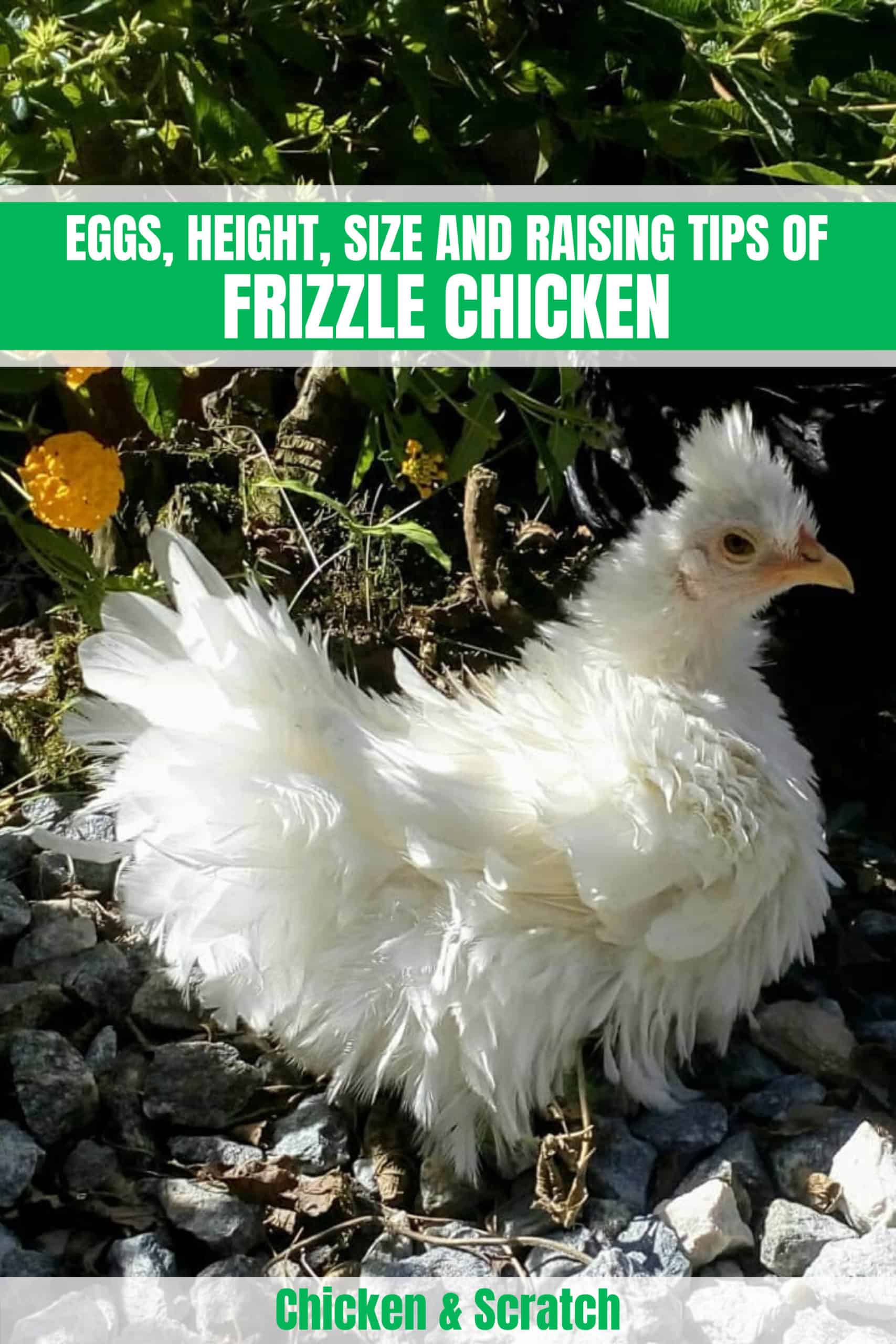 frizzle chicken