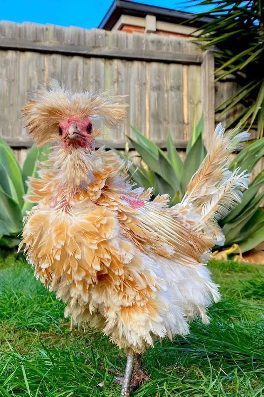 polish frizzle rooster