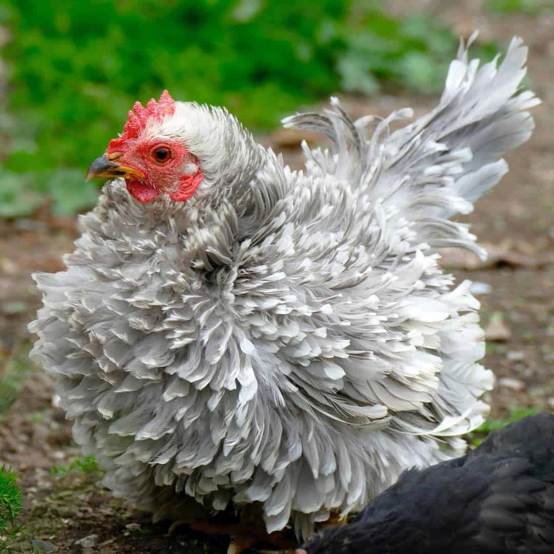 frizzle chicken for sale