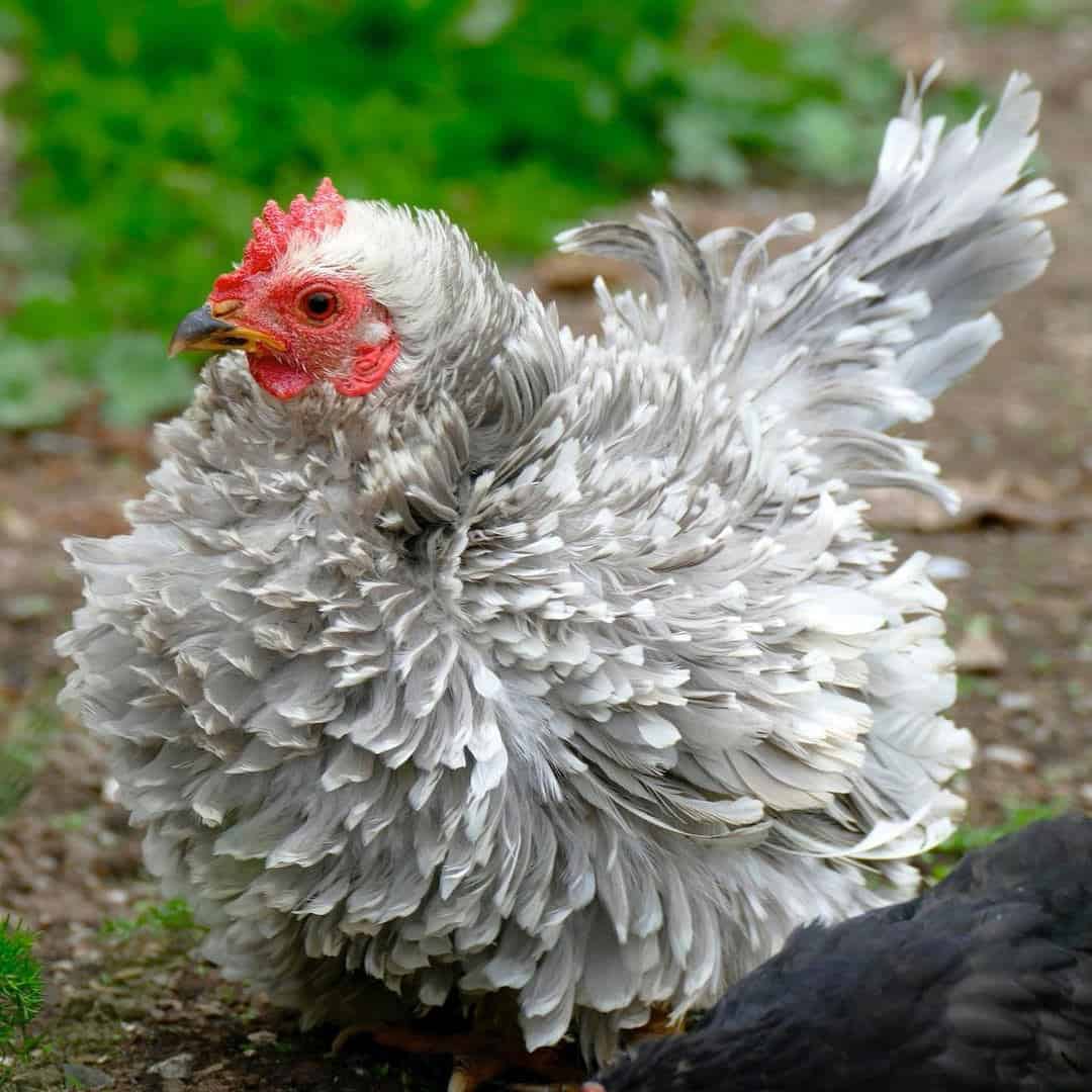 polish frizzle rooster