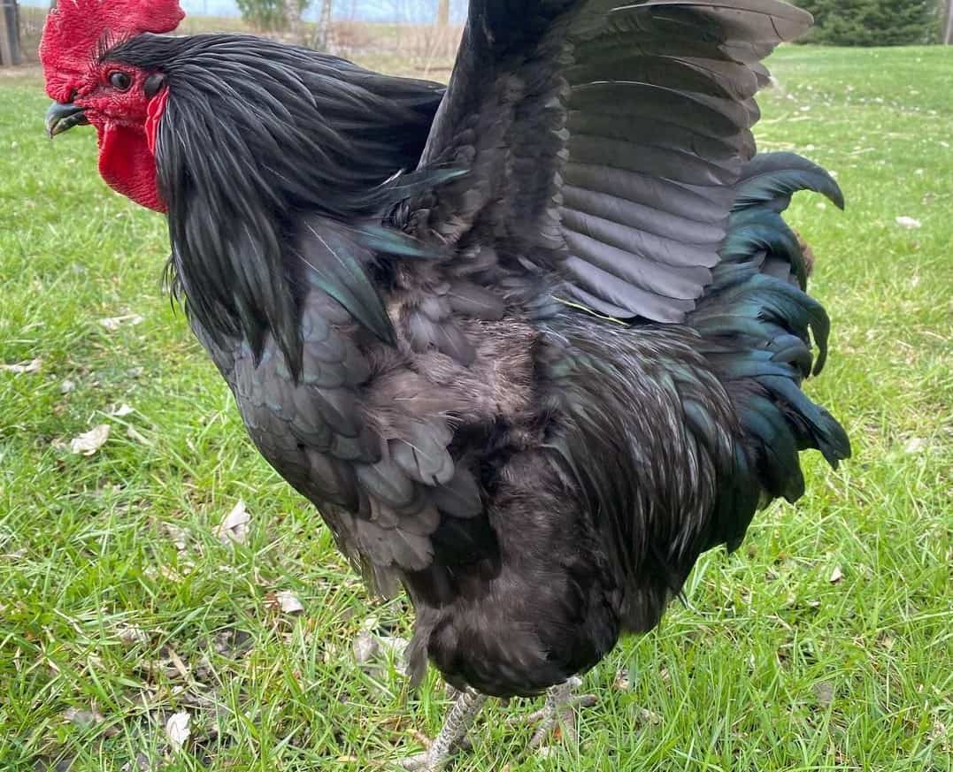 Considering Jersey Giant chickens? The 18 things you must know first — The  Featherbrain