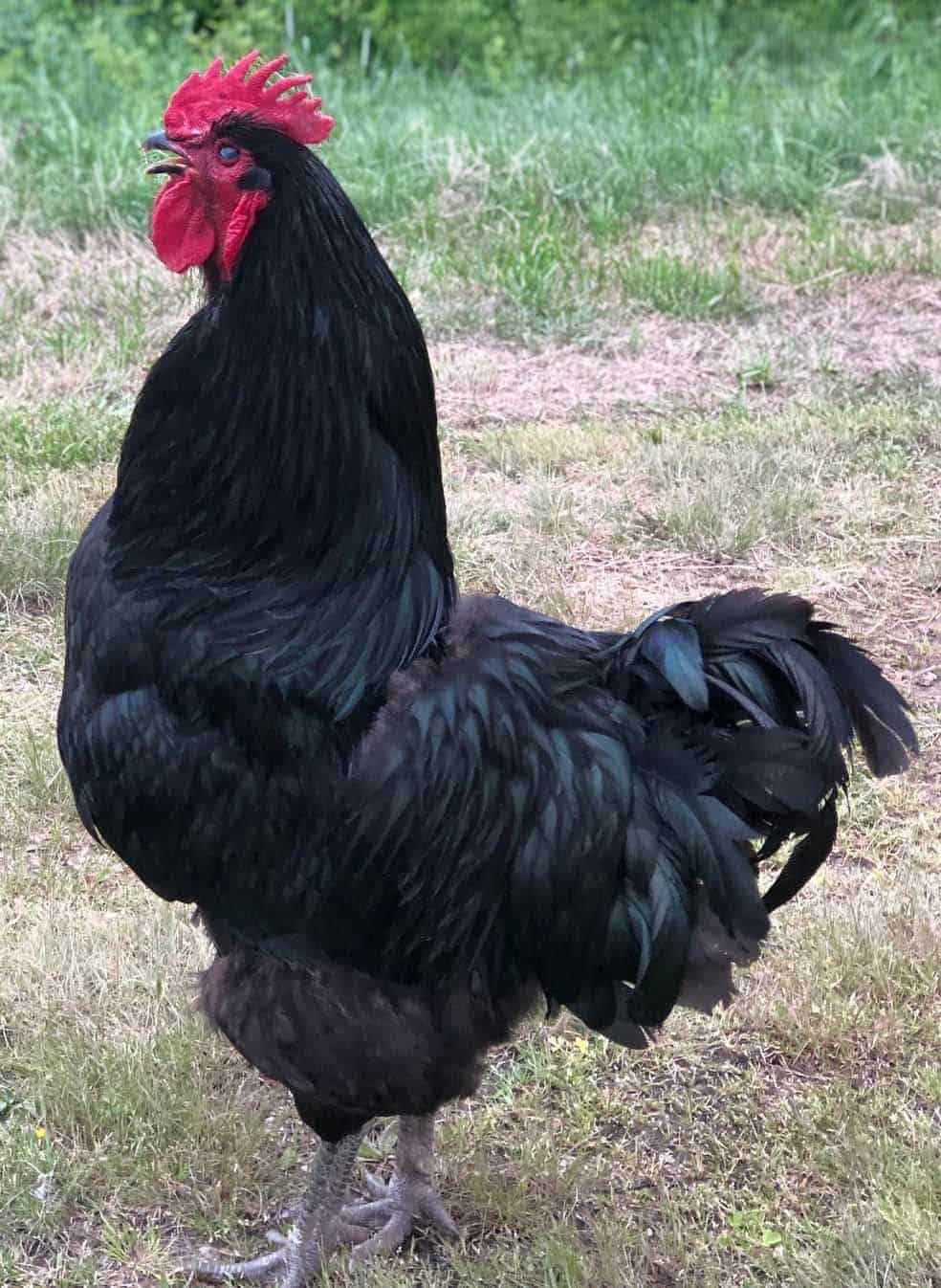 Black Jersey Giant: 4-Month-Old Chickens 