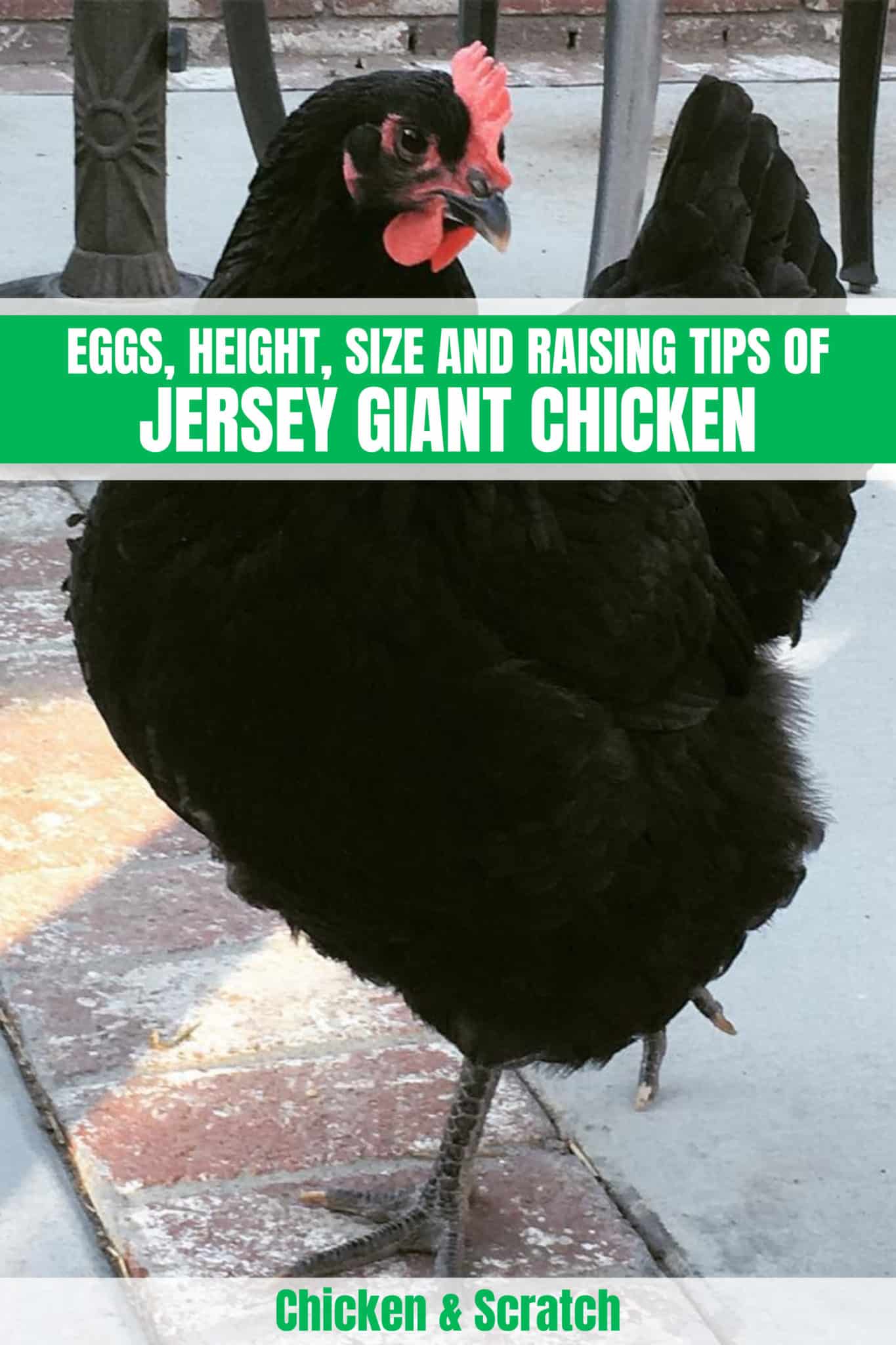 Jersey Giant Chicken Eggs, Height, Size and Raising Tips