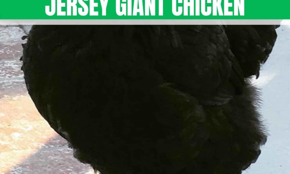 jersey giant