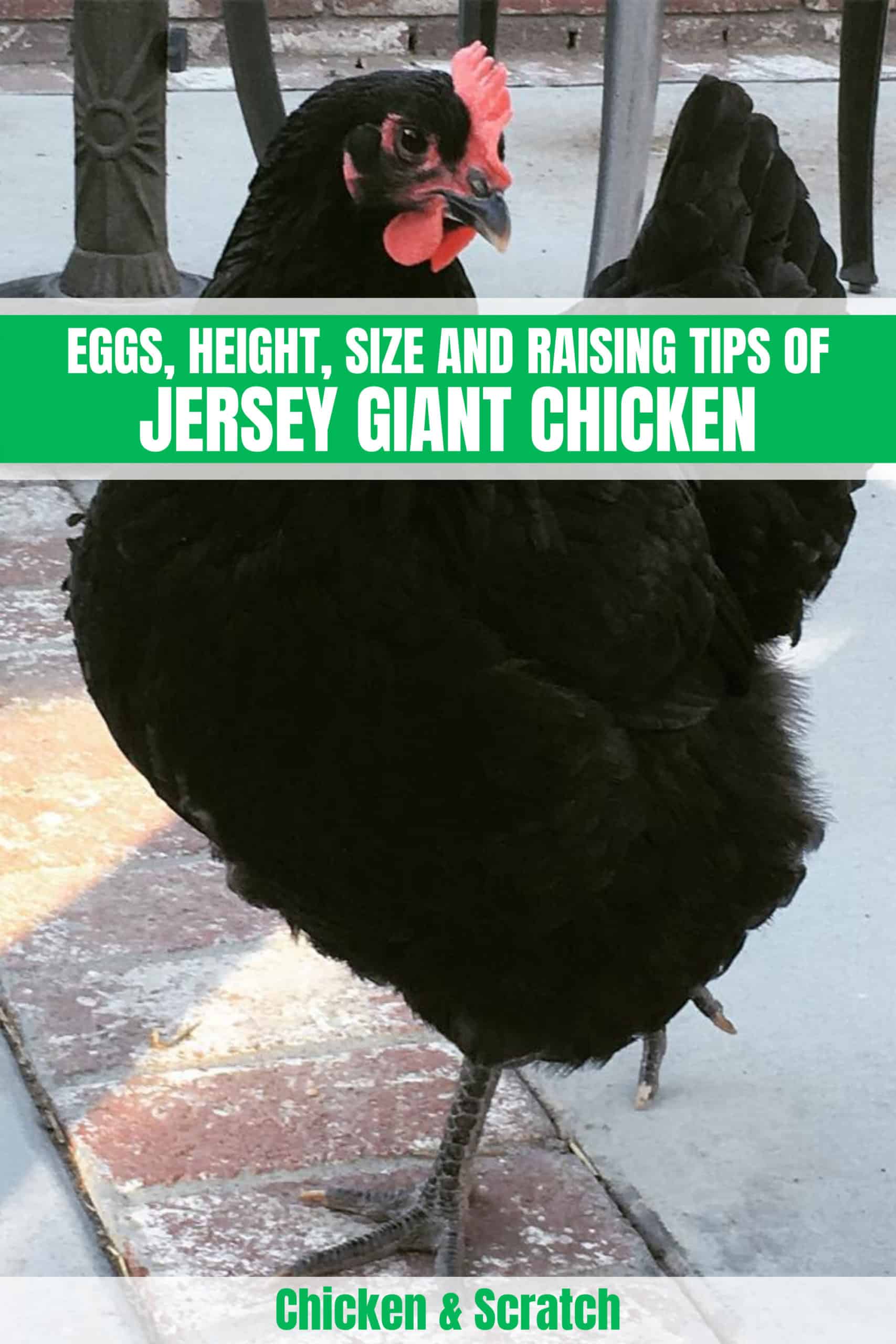 jersey giant next to normal chicken