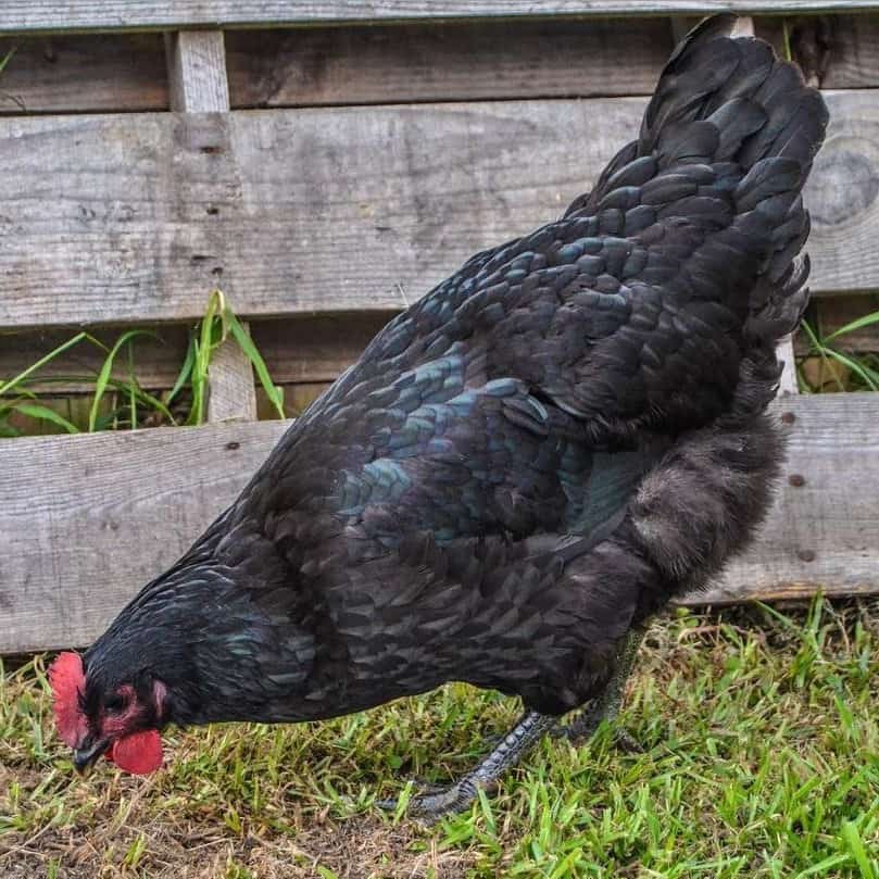 Black Jersey Giant Chicken