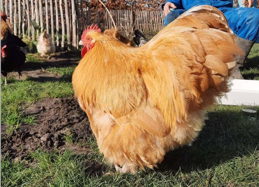 black buff orpington roosters