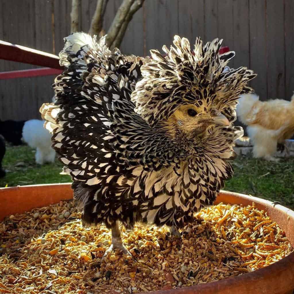 polish frizzle rooster