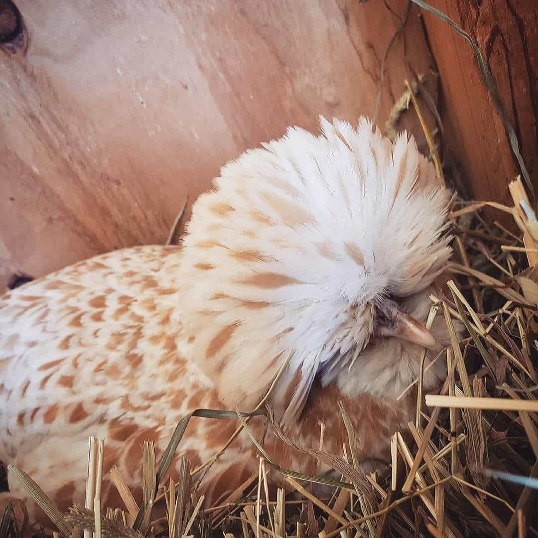 polish crested chicken