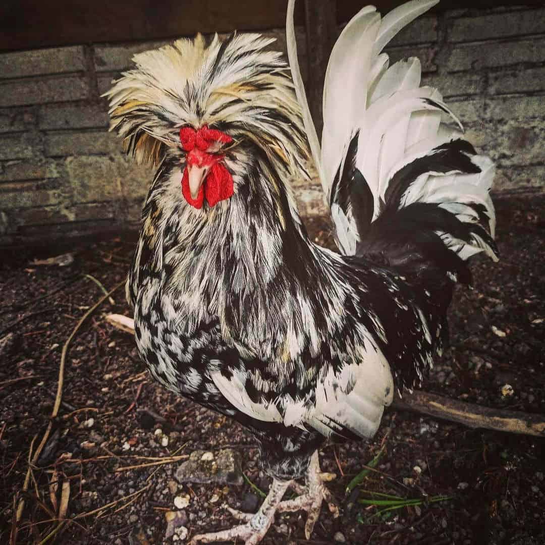 polish rooster