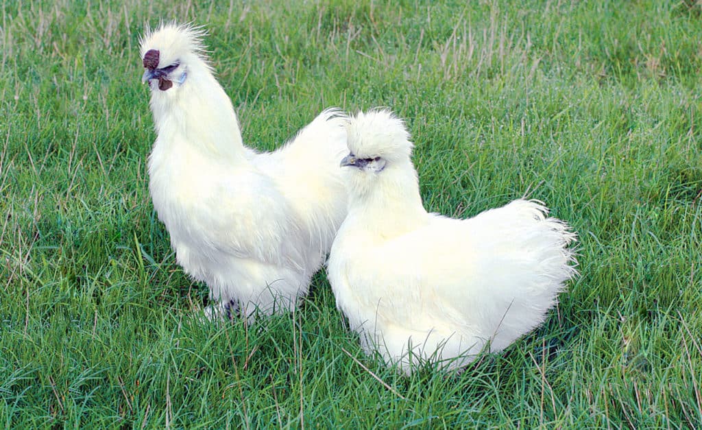 what does a silkie chicken look like