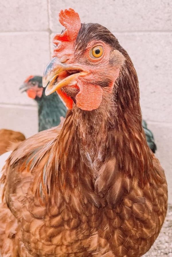 Rhode Island Red Chicken Eggs, Height, Size and Raising Tips