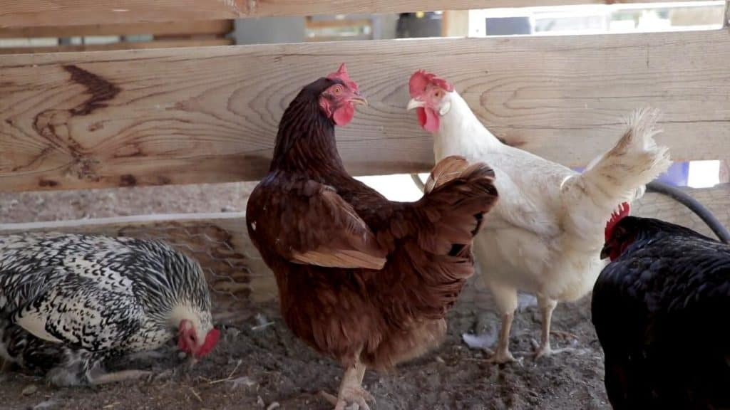 rhode island red chicks