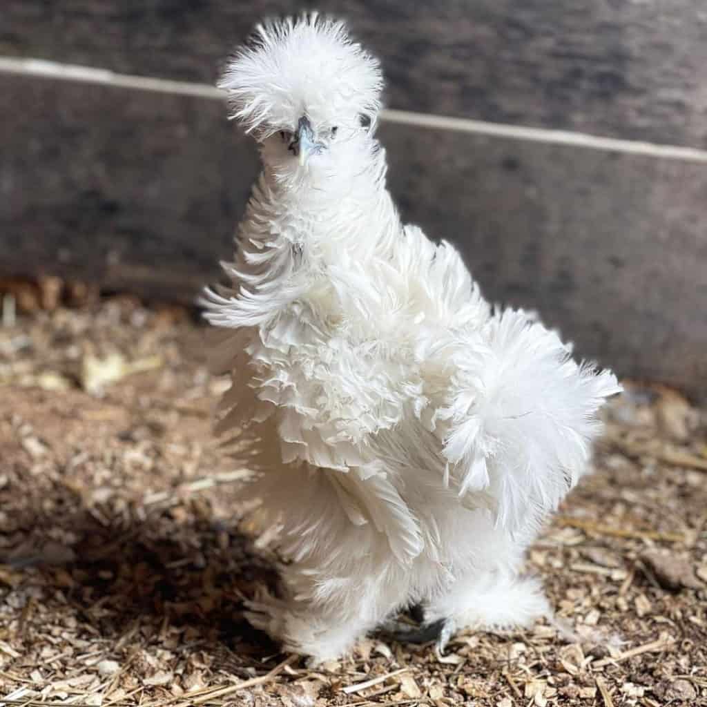 silkie frizzle chickens