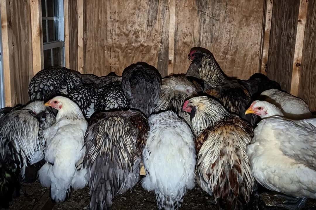 silver laced Wyandotte chicken health issues and care