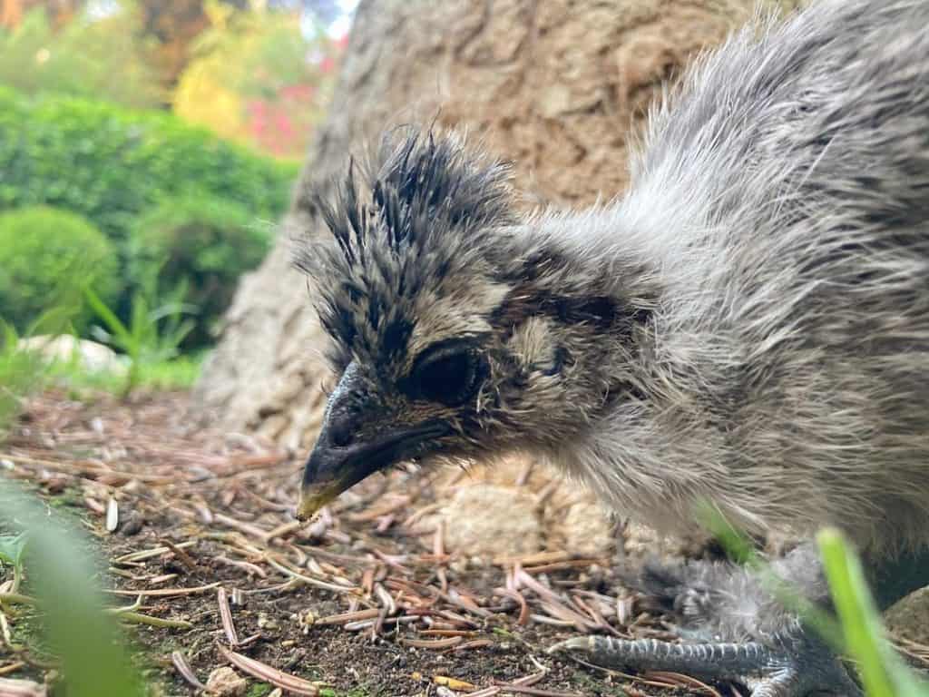 splash silkie chicken