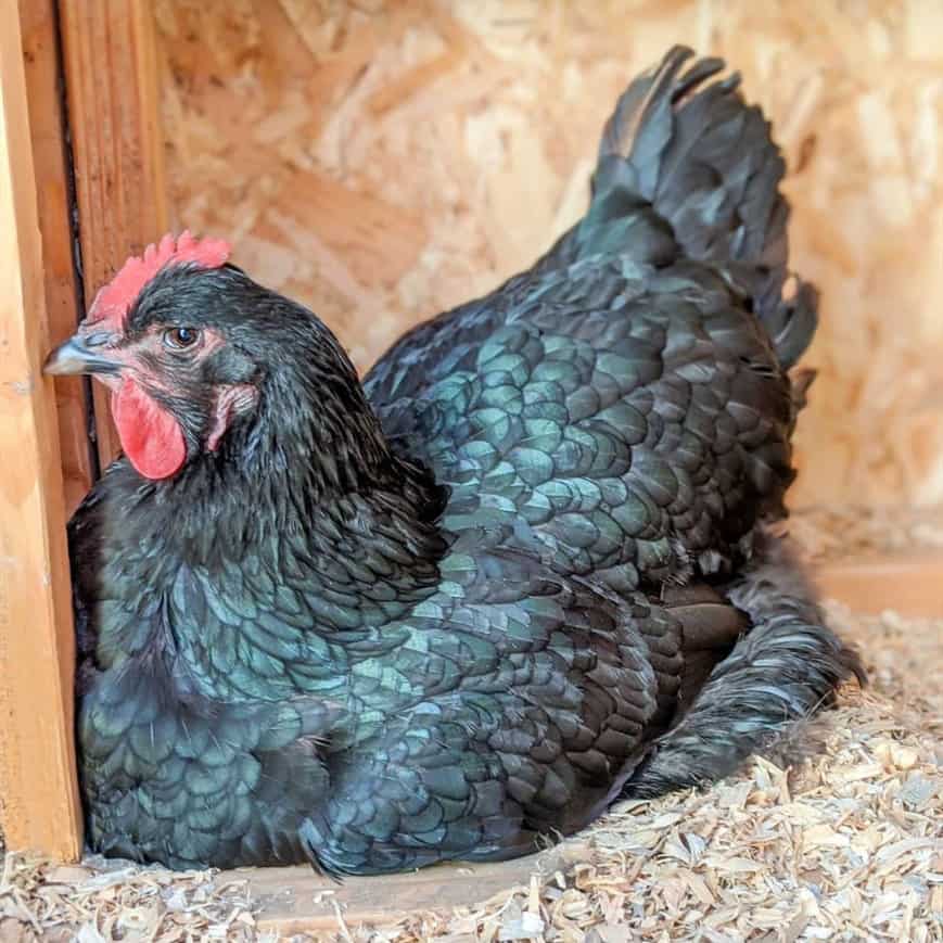 Jersey Giants: U.S. breed is the gentle giant of the chicken world