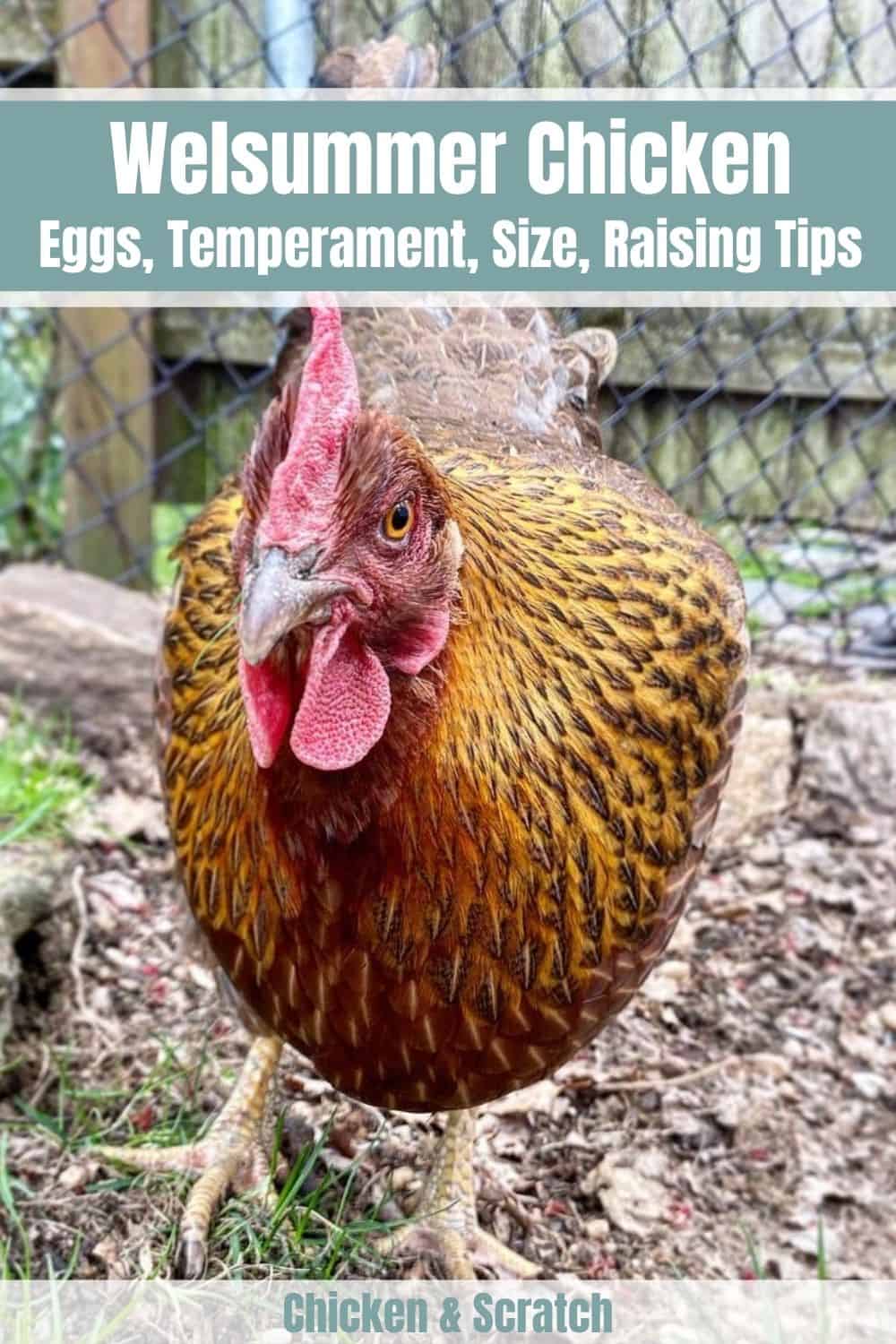 welsummer chicken facts
