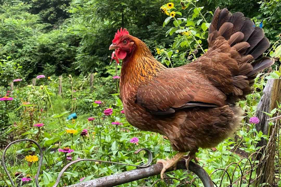welsummer chickens