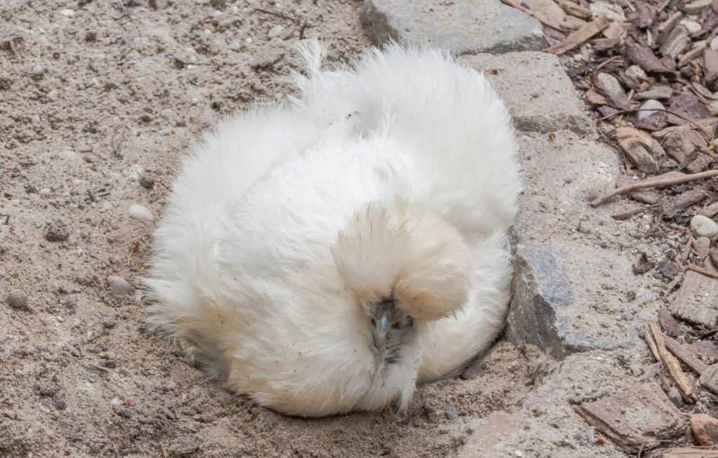 what is a silkie chicken