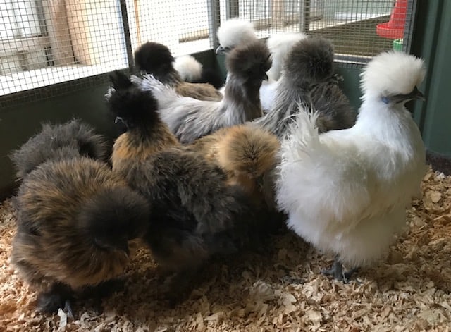 where to buy silkie chicken