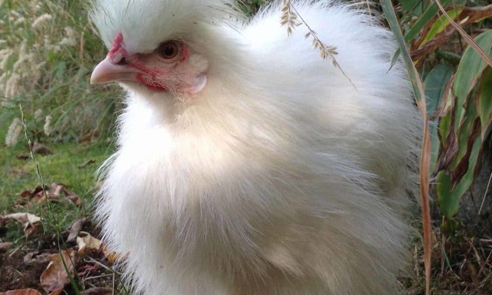 Silkie Chickens: Eggs, Height, Size and Raising Tips