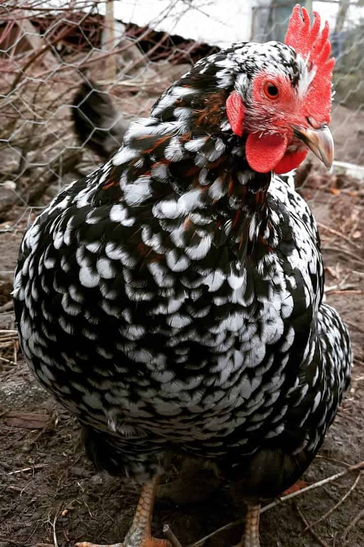 swedish flower hen