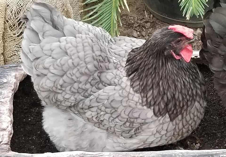 Sapphire Gem Chicken: Personality, Egg Laying, And Care 