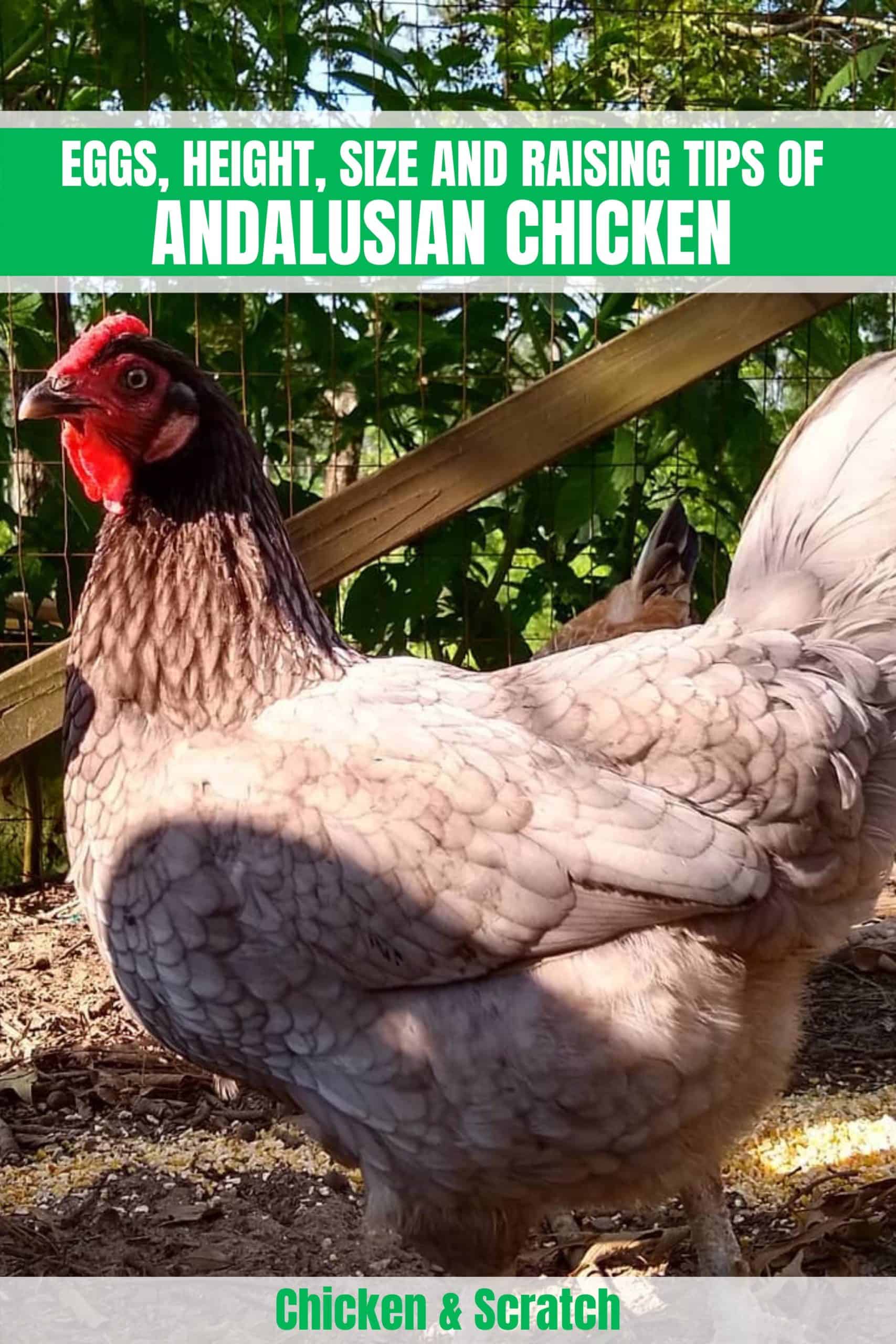 ANDALUSIAN CHICKEN