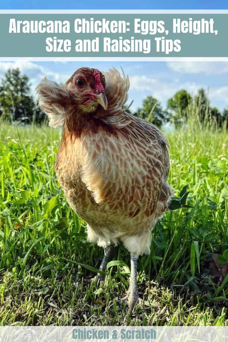 araucana chickens hens