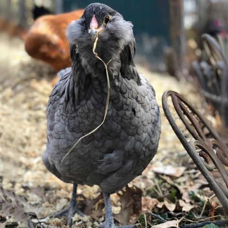 Araucana Chickens