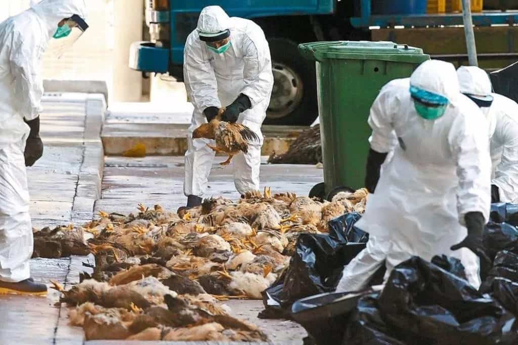 Avian Influenza