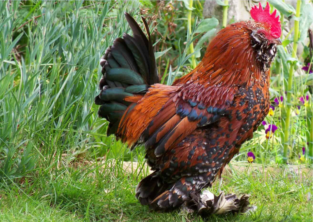 Barbu D'Uccle Rooster