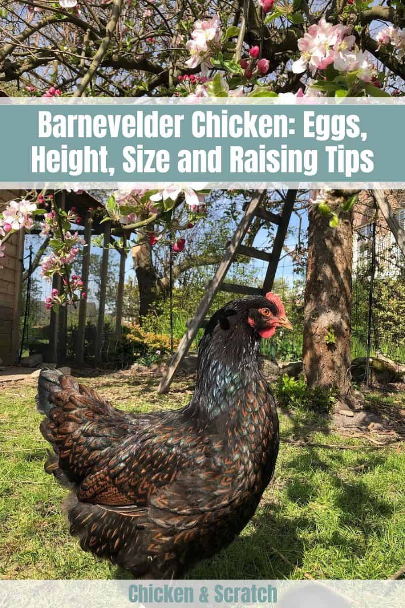 Barnevelder Chicken