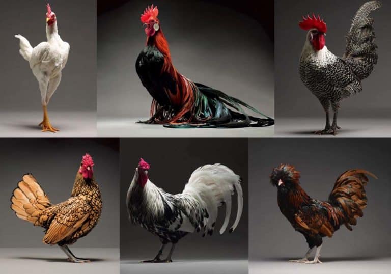 Top 14 Most Beautiful Chicken Breeds (with Pictures)