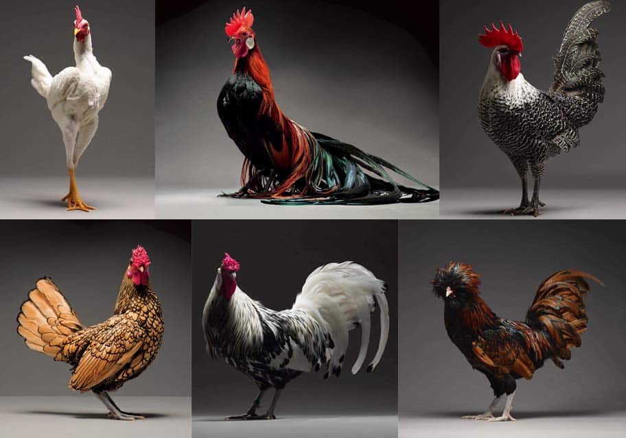 Top 12 Most Beautiful Chicken Breeds (with Pictures)