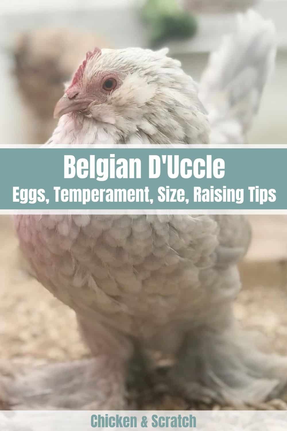 Belgian D'Uccle Eggs, Height, Size and Raising Tips