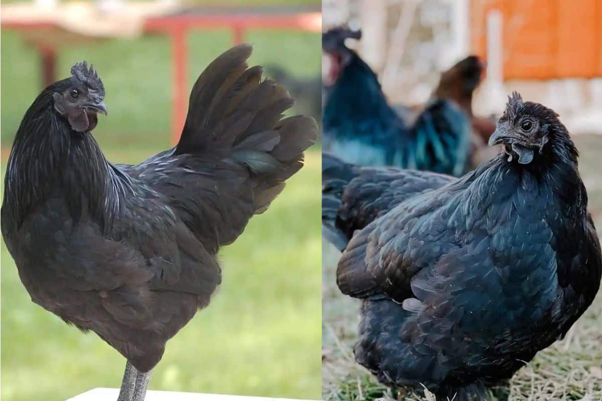 Best Rare Black Ornamental Chicken Breed