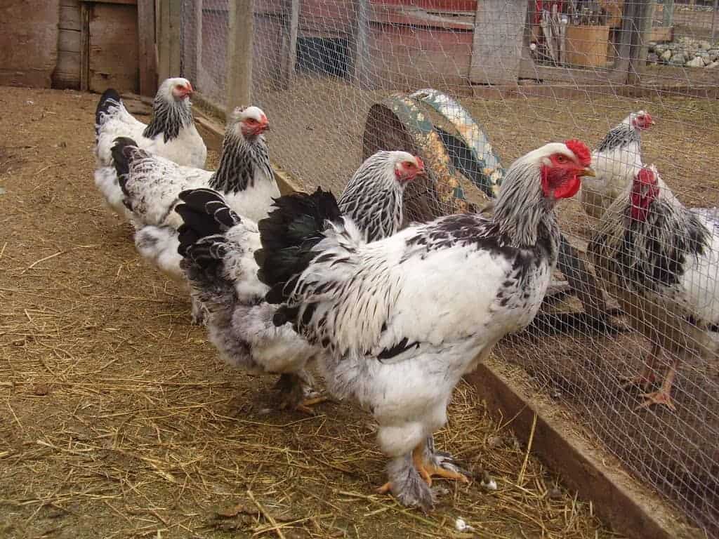 كشتوكال - Brahma Chicken Height, Size, Eggs, Colors, & Size Table