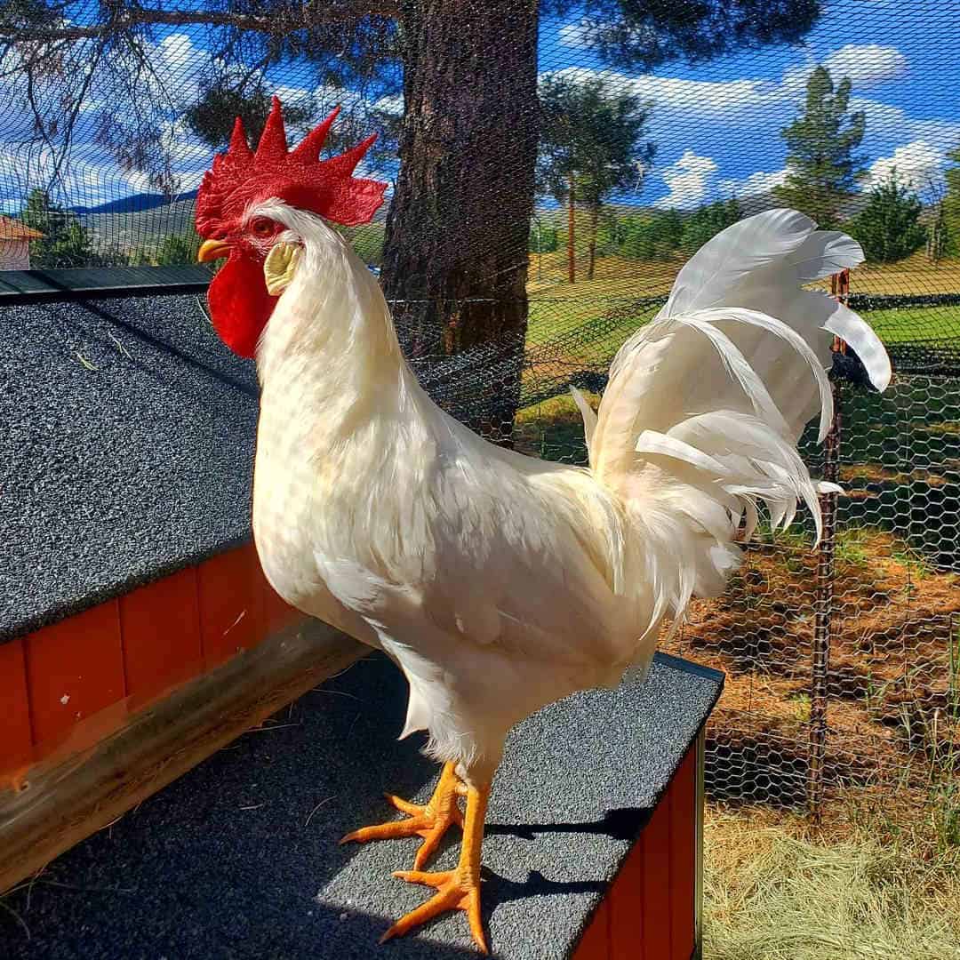 Breed Standard and Appearance of Leghorns