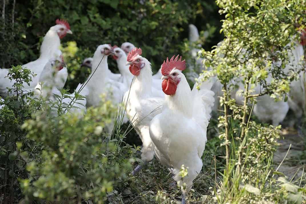 Breed Standard of Bresse Chickens