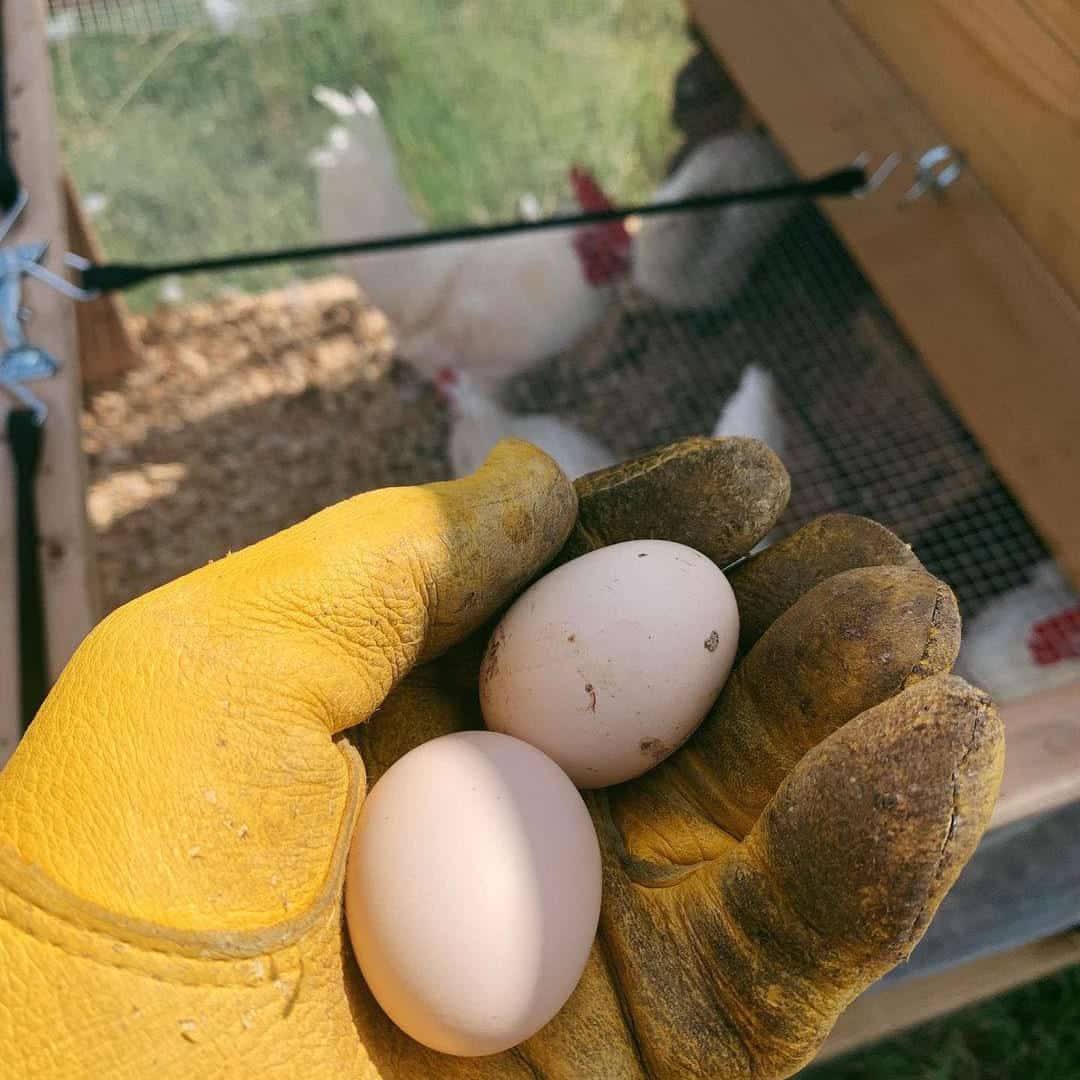 Bresse Chicken Egg Laying