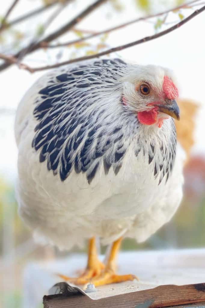 Columbian Wyandotte chicken