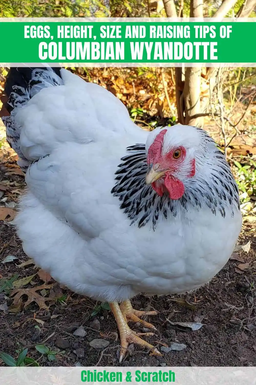 Columbian Wyandotte chicken guide